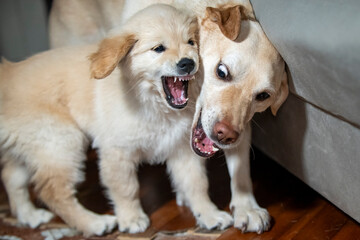 golden retriver cuba 2 mesi