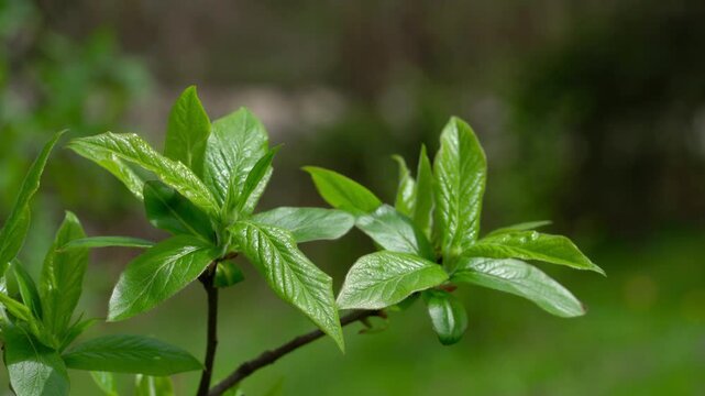 Medlar, leafing in natural ambient, spring (Mespilus germanica) - (4K)