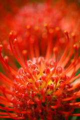 Pincushion protea. Native to South Africa, known for its striking, spiky appearance.