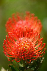 Pincushion protea. Native to South Africa, known for its striking, spiky appearance.