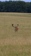 Manada de veados no seu ambiente natural. Uma espécie única e esplendurosa.