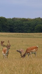 Manada de veados no seu ambiente natural. Uma espécie única e esplendurosa.