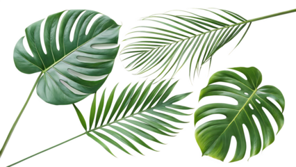 leaf especially tropical leaves like monstera on white background PNG. AI GENERATED