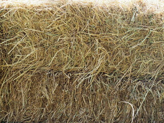 Haystack Background. Pile of golden yellow hay. Bale of dried straw. Used for feeding ruminant animals or for decorating places. Bale of dried straw. Hay tightly bound in a bale placed on the ground
