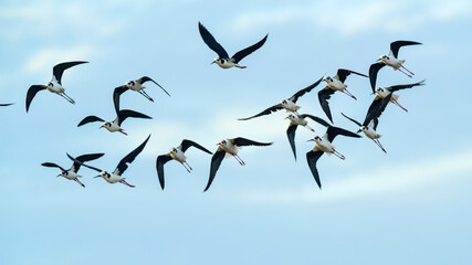 Southern Stilt, Himantopus melanurus in flight, Ansenuza National Park, Cordoba Province, Argentina