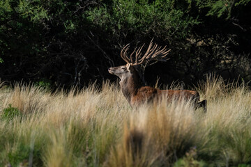 Red deer, Male roaring in La Pampa, Argentina, Parque Luro, Nature Reserve