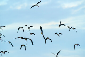 Southern Stilt, Himantopus melanurus in flight, Ansenuza National Park, Cordoba Province, Argentina