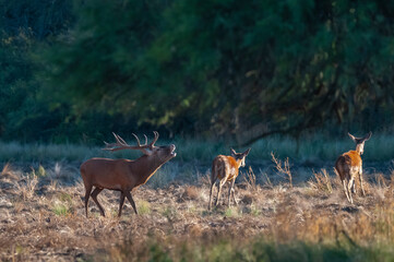 Red deer, Male roaring in La Pampa, Argentina, Parque Luro, Nature Reserve