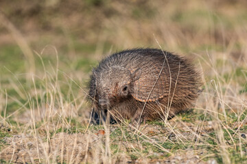 Hairy Armadillo, in grassland environment, Peninsula Valdes, Patagonia, Argentina