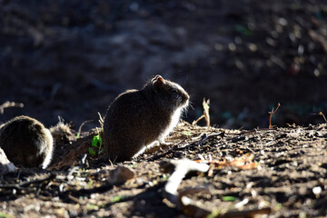 Desert Cavi, Lihue Calel National Park, La Pampa Province, Patagonia , Argentina