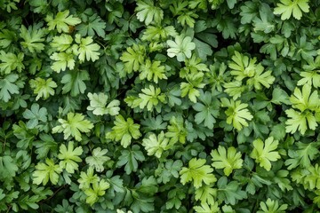 Lush green leaves texture for peaceful nature scenes and botanical themed projects
