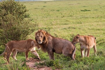 Lions interacting in the african savanna during mating season