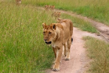 Lioness walking on a dirt road followed by her cubs in the african savannah