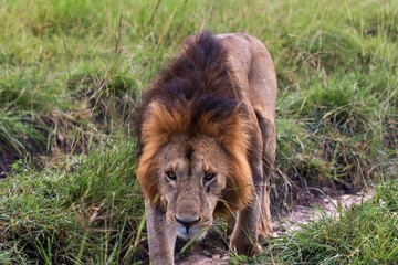 Male lion walking in the african savanna