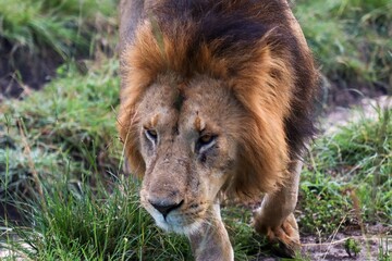 Majestic lion walking in the african savannah