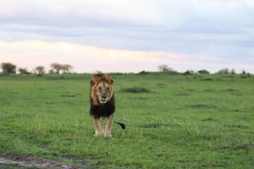 Lion walking on green grass in african savanna at sunset