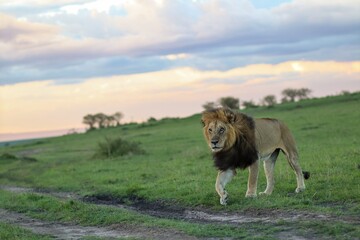 Male lion walking in the Masai Mara at sunset