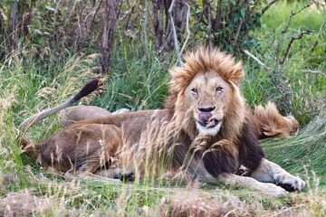 Lion relaxing in the grass and licking its nose in Africa