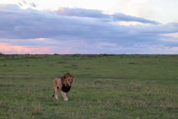 Lion walking in Masai Mara at sunset with cloudy sky
