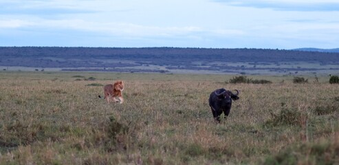 Lion cub and african buffalo facing off in Masai Mara, Kenya