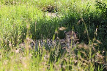 Cheetah resting in the tall grass of the african savannah