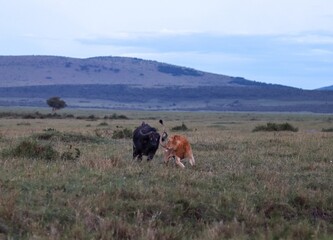 Lion attacking african buffalo in Masai Mara, Kenya