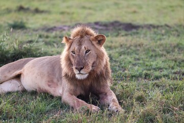Young male lion resting in the african savanna during a safari