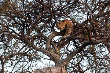 Leopard resting on a tree in the african savannah during sunset