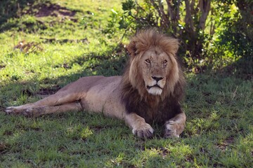 Majestic male lion resting in the african savanna