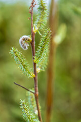 Macro photograph of unfurling young fern frond with green leaflets along reddish-brown stem against blurred background. Close-up image captures elegant spiral pattern of emerging fiddlehead in spring