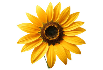 Naklejka premium bright yellow sunflower closeup with detailed petals view
