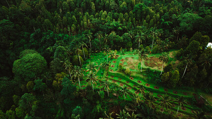 Majestic aerial shot of a cascading waterfall in a lush rainforest, with mist rising from the water and dense greenery surrounding the scene , Bali, Indonesia	
