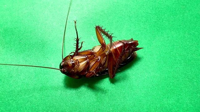 Female cockroach lying on her back laying eggs on a green screen CG cockroach on a table