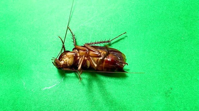 Female cockroach lying on her back laying eggs on a green screen CG cockroach on a table