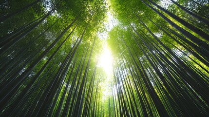 Tranquil Bamboo Forest With Filtered Sunlight Promoting Eco-Tourism and Nature Preservation