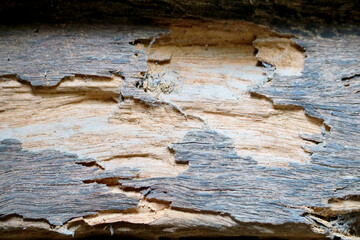 Textured Surface of Weathered Wood with Natural Patterns and Colors