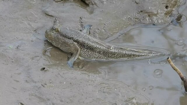 Giant mudskipper (Periophthalmodon schlosseri)