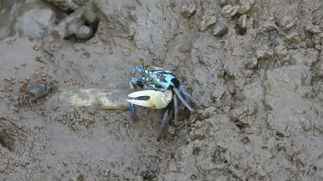 Fiddler crabs, Ghost crabs (Uca vocans)