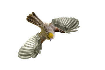 Verdin (Auriparus flaviceps) Photo, in Flight, Against a Transparent, Isolated PNG Background