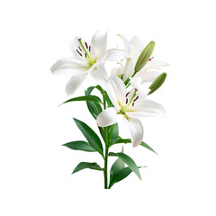 Obraz premium Elegant Bouquet of White Lilies Isolated on Transparent Background