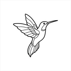 hummingbird  vector