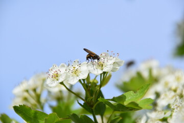 Insect on hawthorn flower