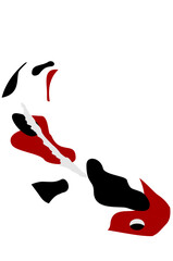 Koi Fish Illustration