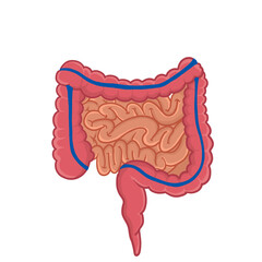 Illustration of the human large intestine and small intestine, can be used as a learning medium and illustration of medical and non-medical banners.