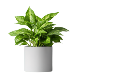 Indoor plant care tips for potted houseplants in modern interiors
