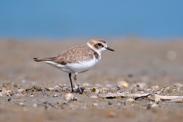 Image of a kentish Plover