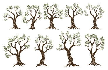 Olive trees set with branches and leaves for design of packaging, label, logotype or banner. Natural organic stylized olive icon, premium quality sign. Vector illustration
