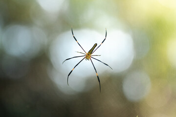 colorful spider on its intricate web against a soft natural green background symbolizing the beauty of wildlife delicate ecosystems and the complexity of nature's design