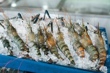 Premium river prawns on ice, ready for grilling to perfection a classic Thai seafood dish served at restaurants, known for its smoky aroma, rich flavor, and tender juicy texture