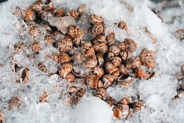 wide selection of fresh seafood on ice including oysters, crabs, snails, and shrimp, perfectly preserved for premium cooking, offering rich flavors and variety at a bustling seafood market stall